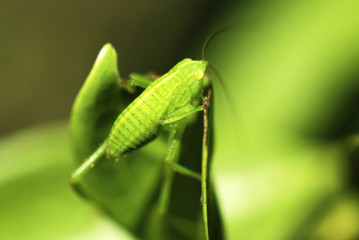 Fototapeta premium Esperança (Tettigoniidae) | Great Green Bush-Cricket fotografado em Guarapari, Espírito Santo - Sudeste do Brasil. Bioma Mata Atlântica. 