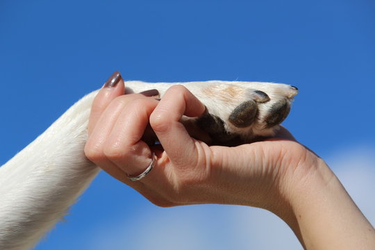 saludo con perro