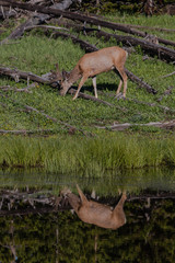 Deer Reflection