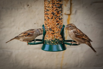 moonrakers birds