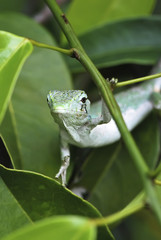 Lagarto Papa-vento (Polychrus marmoratus) | Many-colored Bush Anole fotografado em Guarapari, Espírito Santo -  Sudeste do Brasil. Bioma Mata Atlântica. 