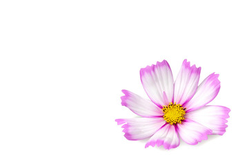 Cosmos flower isolated on white background with copy space. Mothers day card