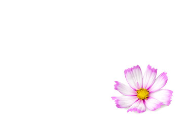 Cosmos flowers isolated on white background with copy space
