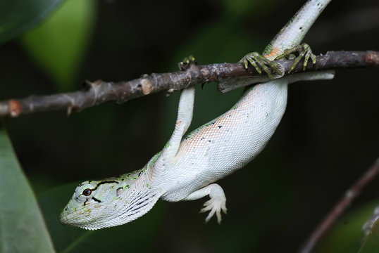 Lagarto Papa-vento (Polychrus marmoratus) | Many-colored Bush Anole fotografado em Guarapari, Esp&iacute;rito Santo -  Sudeste do Brasil. Bioma Mata Atl&acirc;ntica. 
