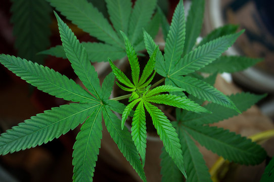 Young Green Marijuana Plant Growing Indoors Close Up