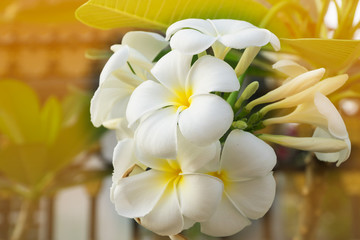 Group white and yellow flowers (Frangipani, Plumeria) on tree with natural background