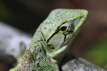 Lagarto Papa-vento (Polychrus marmoratus) | Many-colored Bush Anole fotografado em Guarapari, Espírito Santo -  Sudeste do Brasil. Bioma Mata Atlântica. 
