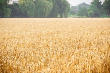 Ripening ears of rye or wheat ready for harvest, rural and farming concept
