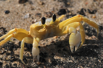 Caranguejo Guruçá (Ocypode quadrata) | Atlantic ghost crab fotografado em Guarapari, Espírito Santo -  Sudeste do Brasil. Bioma Mata Atlântica. 