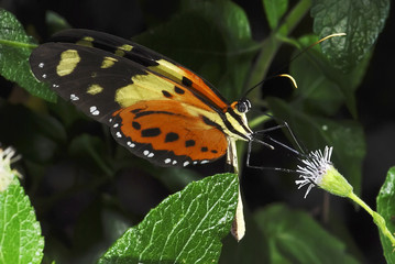 Borboleta-escova-pés (Melinaea ludovica paraiya) | Brushfoots fotografado em Guarapari, Espírito Santo -  Sudeste do Brasil. Bioma Mata Atlântica. 