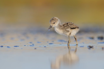 black-necked stilt chick