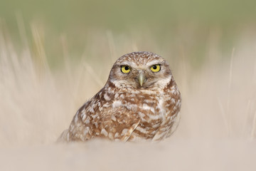 eye contact