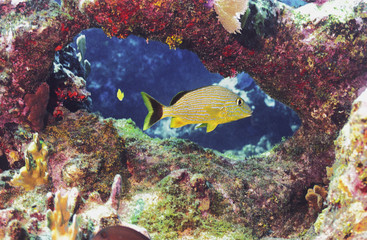 Bluestripped Grunt in Groupers Ghetto, Grand Cayman