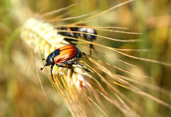 Insect pest of agricultural crops Grain Beetle (lat. Anisoplia Austriaca) on the wheat ear on background of a wheat field