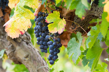 Ripe red wine grape ready to harvest