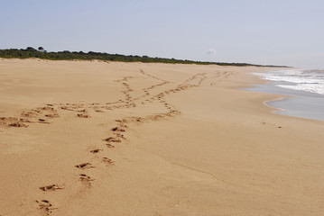 Fototapeta na wymiar Praia (paisagem) | Beach fotografado em Guarapari, Espírito Santo - Sudeste do Brasil. Bioma Mata Atlântica.