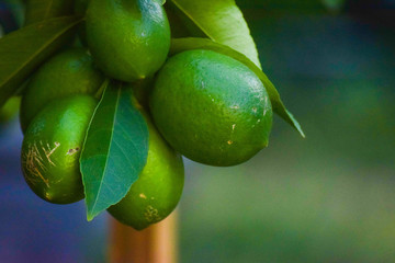 Lemon Tree