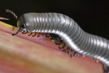 Piolho-de-cobra (Diplopoda) | Millipede fotografado em Guarapari, Espírito Santo -  Sudeste do...