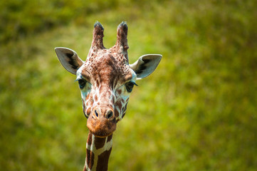 Obraz premium Looking at you