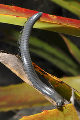 Piolho-de-cobra (Diplopoda) | Millipede fotografado em Guarapari, Espírito Santo -  Sudeste do...