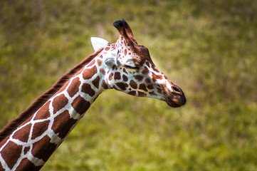 Fototapeta premium sleepy Giraffe