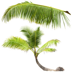 Palm Tree on white background, isolated