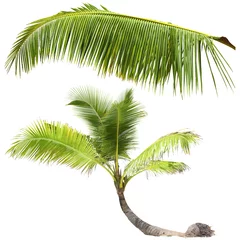 Foto op Plexiglas Palm Tree on white background, isolated © Kanea