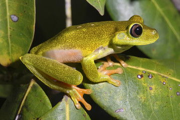 Perereca-verde (Hypsiboas albomarginatus) | White-banded tree frog fotografado em Guarapari, Espírito Santo -  Sudeste do Brasil. Bioma Mata Atlântica.