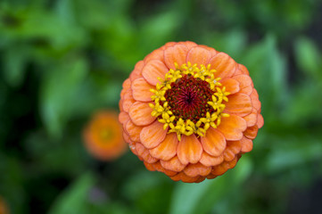 cinnamon flower, flower, garden, flowerbed, bud, plant, bud of garden flower
