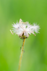 Close up flower grass in green field