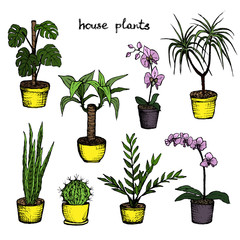 House Plants - Set Of 8 Color Hand-Drawn Plants