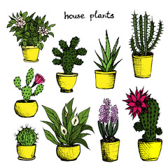 House Plants - Set Of 9 Color Hand-Drawn Plants