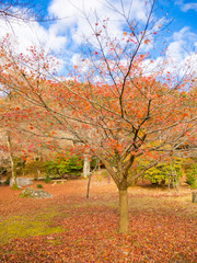 Fototapeta premium Autumn landscape, yellow, orange and red Autumn trees and leaves ,Colorful foliage in the Autumn park at Kyoto