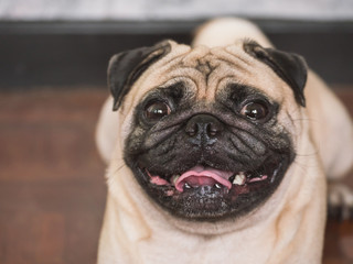 Close up of Adorable pug dog, 3 year old, looking at the camera, soft focus