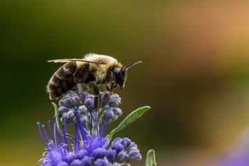 Bee on a Flower