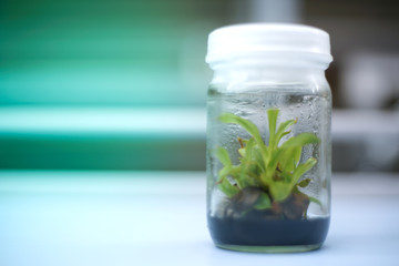 Orchid cell plant tissue culture