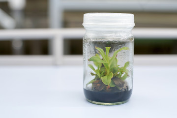 Orchid cell plant tissue culture