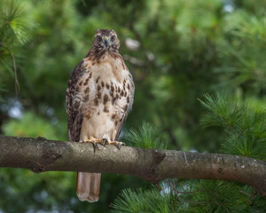 Red Tailed Hawk