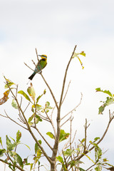 A beautiful Rainbow Bee-Eater in Kakadu National Park, Australia