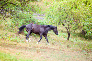 Obraz na płótnie Canvas Schwarzes Pferd rennt frei auf einer Wiese