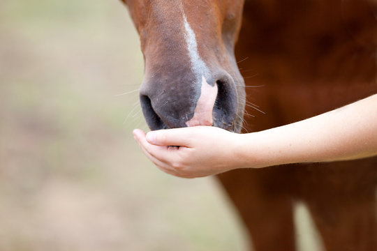 Mädchen streichelt Pferd. Hand an Maul und Nase eines Pferdes