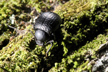 Besouro tenebrionidae (tenebrionidae) | Darkling beetle fotografado em Guarapari, Espírito Santo -  Sudeste do Brasil. Bioma Mata Atlântica.