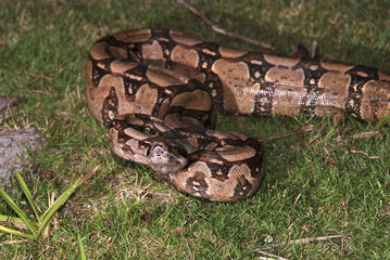 Jibóia-constritora (Boa constrictor) | Boa constrictor fotografado em Guarapari, Espírito Santo -  Sudeste do Brasil. Bioma Mata Atlântica.