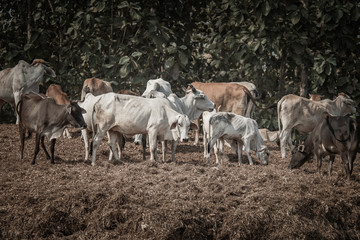 Obraz premium The cow,Thailand's pet.