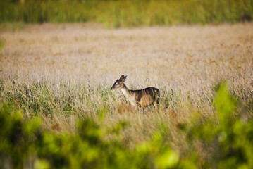 Veado-catingueiro (Mazama gouazoubira) | Gray brocket fotografado em Guarapari, Espírito Santo -  Sudeste do Brasil. Bioma Mata Atlântica.
