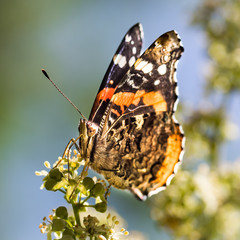 Dance Of The Butterfly #1