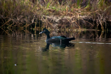 Pato-do-mato (Cairina moschata) | Muscovy Duck fotografado em Guarapari, Espírito Santo -  Sudeste do Brasil. Bioma Mata Atlântica.