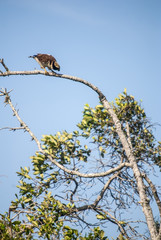 Acauã (Herpetotheres cachinnans) | Laughing Falcon fotografado em Guarapari, Espírito Santo -  Sudeste do Brasil. Bioma Mata Atlântica.