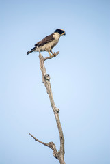 Acauã (Herpetotheres cachinnans) | Laughing Falcon fotografado em Guarapari, Espírito Santo -  Sudeste do Brasil. Bioma Mata Atlântica.
