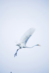 Fototapeta premium Garça-branca-grande (Ardea alba) | Great Egret fotografado em Guarapari, Espírito Santo - Sudeste do Brasil. Bioma Mata Atlântica.